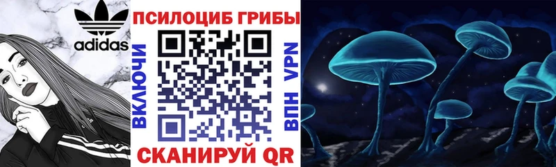 Псилоцибиновые грибы мицелий  где найти   Кедровый 